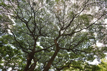 Sunlight shone through the sprawling branches of the big tree.