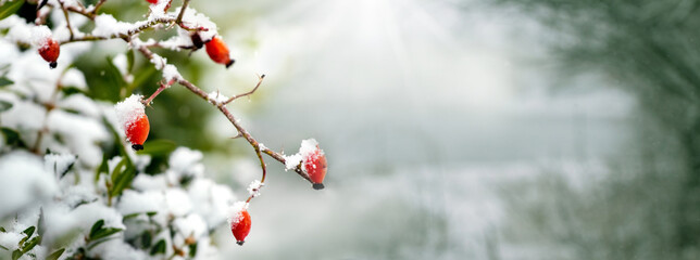 Winter view of snow-covered dog rose in the forest on a blurred background on a sunny day, copy space