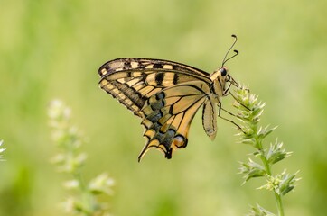 Close up of Machaon butterfly on flower with green background