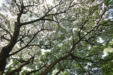Sunlight shone through the sprawling branches of the big tree.