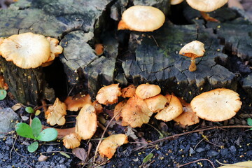 Mushrooms tend to depend on the tree stump in nature