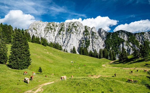 Herd of cows grazing on alpine meadow in summer. Steep slopes, huge limestone walls, panoramic mountains valleys around. Dwarf pine in Karavanke mountains, Slovenia and Karawanken, Carinthia, Austria