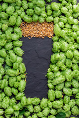 Beer concept. Natural ingredients of brewery process- hops cones pattern and barley grains in form...