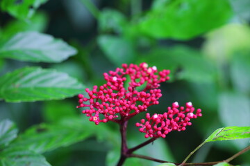 Closeup Ieea rubra flower in the garden