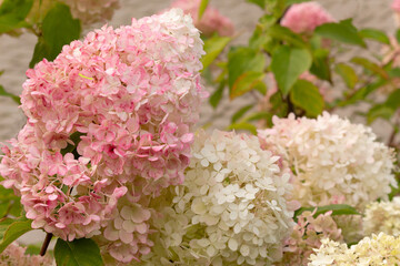 colorful hydrangea flowers