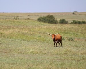Longhorn Cow in a Field in Northern Oklahoma