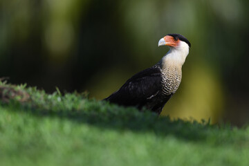 Crested Caracara  is staying in grass