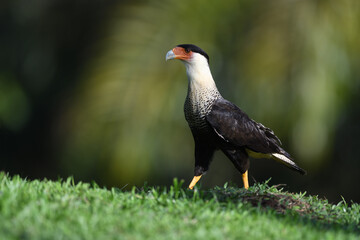 Crested Caracara is walking in grass