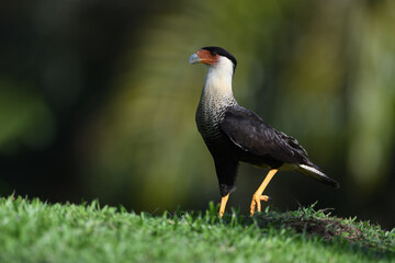 Crested Caracara is walking in grass