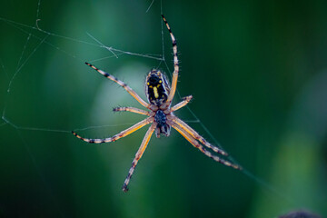 Araña Argiope bruennichi (Araña tigre), vista abdominal