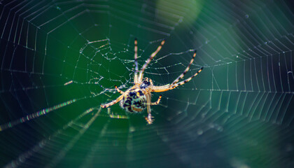Araña Argiope bruennichi (Araña tigre), vista abdominal