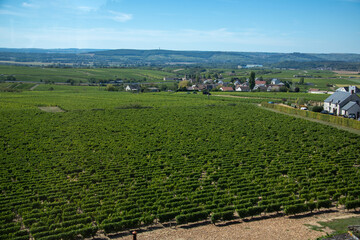 Vignes de Saint Andelain