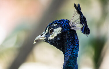 Pavo azul mirando a la izquierda