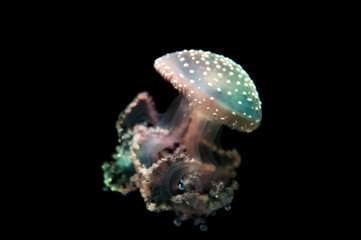 Medusa azul en en fondo del mar