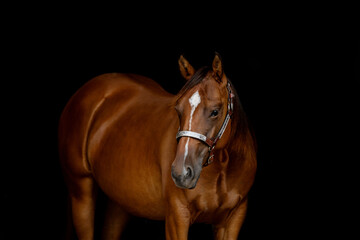 Bay Horse