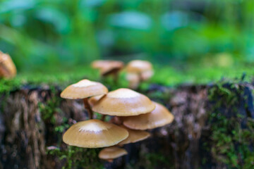 mushrooms in the forest