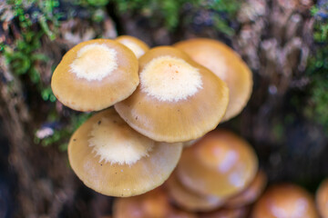 mushrooms in the forest