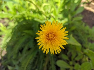 dandelion on green background