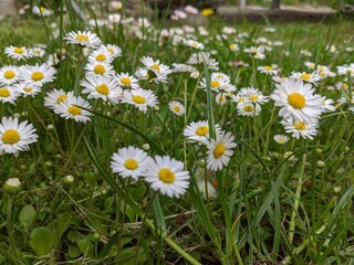 daisies in a field