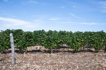 Vignes