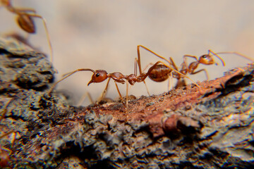 Weaver ants or green ants. Weaver ants live in trees and are known for their unique nest building behaviour where workers construct nests by weaving together leaves using larval silk