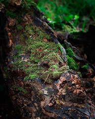 Moss growing on fallen tree with rotten wood