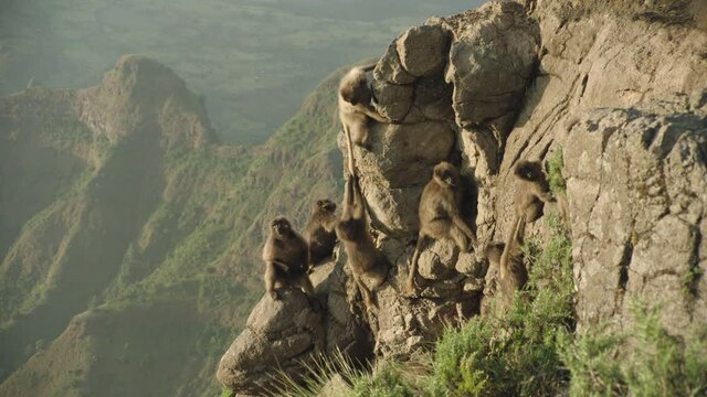 Gelada monkeys in mountains, Ethiopia
