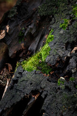 Moss growing on fallen tree with rotten wood
