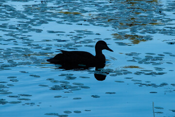Duck silhouette 