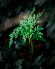 young green plant growing on a woodland floor