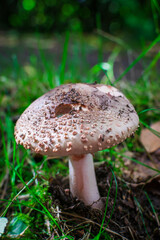 mushroom in the forest