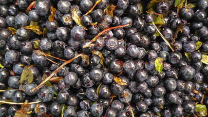 Fresh, raw blueberries from forest.