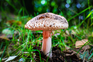mushroom in the forest