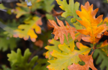Oak leaves in autumn park. Fall concept.