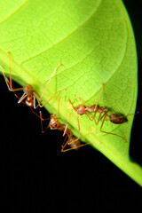 Weaver ants or green ants. Weaver ants live in trees and are known for their unique nest building behaviour where workers construct nests by weaving together leaves using larval silk