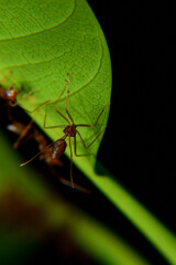 Weaver ants or green ants. Weaver ants live in trees and are known for their unique nest building behaviour where workers construct nests by weaving together leaves using larval silk