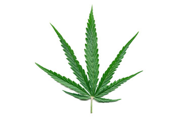 Green hemp leaf isolated on white background. Growing medical marijuana plant. Marijuana cannabis plant. Cannabis Sativa. Weed.