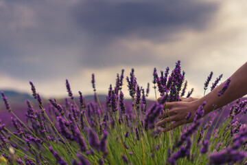 Mano de mujer joven por encima de campos de lavanda