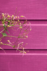 beautiful green plant on a pink background of boards. modern minimalistic layout. copy space