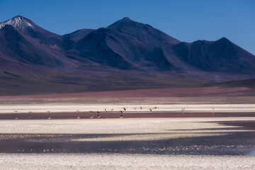 Flock of flamingoes flying over the red lagoon, Altiplano, Bolivia