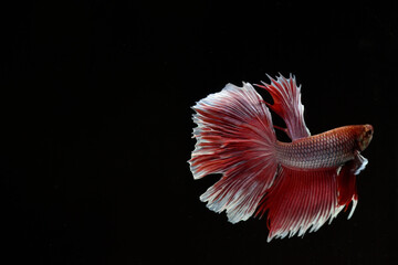 Half moon Betta fish isolated on black background. White body and red mix white tail