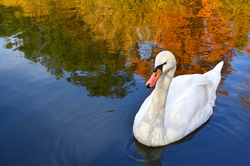 White swan swim in autumn pond with reflection of golden fall foliage