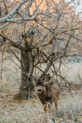 mule deer at Zion National Park