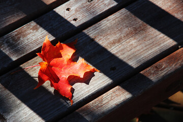 maple leaf on wooden background