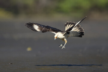 Yellow-headed caracara is flying and landing on river bank