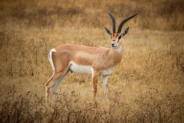 Impala in Ngorongoro Crater, Tanzania