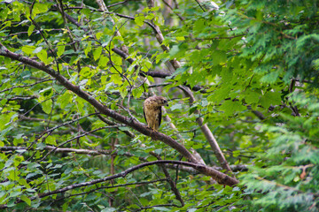 hawk