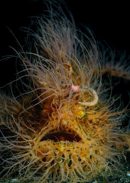 Portrait of a Hairy Frogfish, Lembeh Strait, Indonesia