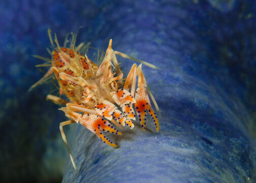 Spiny Tiger Shrimp, Lembeh Strait, Indonesia