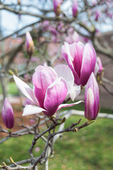 pink magnolia tree blossoms © Jill